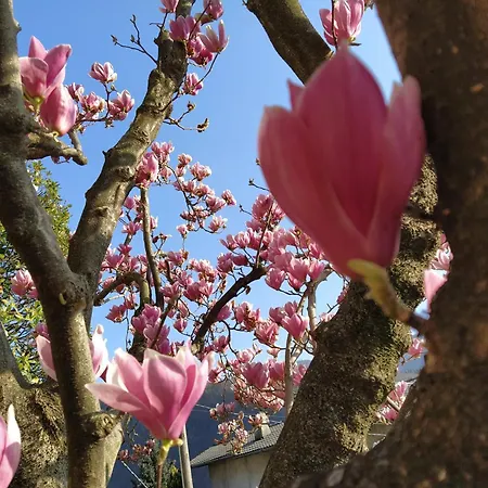 Oda ve Kahvaltı Le Magnolie 4*